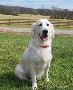 English Cream Golden Retrievers Puppies