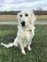 Golden Retriever Puppies for sale