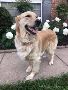Golden Retrievers Nashville: Loving Companions