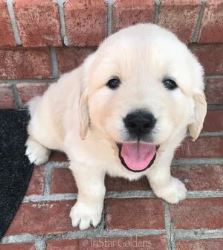 Cream Golden Puppies for Sale in Nashville: Adopt Pure Joy