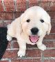 Cream Golden Puppies for Sale in Nashville: Adopt Pure Joy
