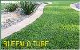 Premium Buffalo Grass in Sydney — Durable, Soft & Low-Mainte