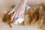 Pet-Friendly Disinfectant Wipes | UDF Healthcare