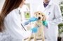 Vet Disinfectant, Cleaning & Hygiene Range | UDF Healthcare