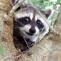 Expert Wildlife Eviction: Your Solution to Unwanted Guests!