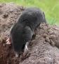 Precision Ground Mole Eradication Services