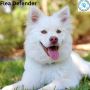 Natural Flea Defense for Dogs – Get Your Free Sample!