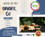 Wholesale Ginger Oil - Pure, Potent, and High Quality Wholesale Ginger Oil - Pure, Potent, and High Quality
