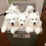 Pue White Samoyed Puppies For Sale Pue White Samoyed Puppies For Sale