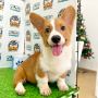 Adorable Puppies for Sale – Find Your Perfect Pet Today!