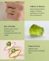 Elevate Your Style with Exquisite Shop LC's Peridot Rings- S
