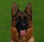 German Shepherd Dogs, Puppies for Sale in New Jersey