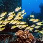 Snorkeling boat trips Waikiki