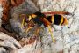 Wasp Nest Removal Services Melbourne