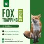 Fox Trapping Services in Temecula