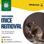 Mice Removal In Wildomar