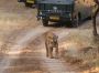 Sariska Jeep Safari Tours 