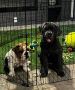 Best Dog Trainer in Dobson Ranch Best Dog Trainer in Dobson Ranch
