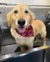 Best Dog Grooming in Tarzana