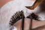 Best Eyelash Extensions Service in Yorkville
