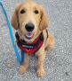 Best Dog Trainer Service in Port Everglades