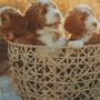 Toy Size Goldendoodles