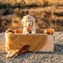 Goldendoodle Ventura County