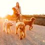 Bay Area Golden Doodles
