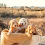 Mini Goldendoodle For Sale San Diego