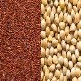 Red millet exporter