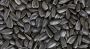 Need Sunflower Seeds For Oil Production?  Partner With Us
