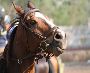 horse riding,training horse riding,training