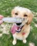 Hardy Heads | Omega‑3 Fish Treats for Dogs Hardy Heads | Omega‑3 Fish Treats for Dogs
