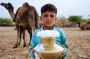 Is Camel Milk the Key to Better Gut Health and Digestion?