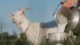 Goat Milk for Babies: Is It a Better Option Than Formula?