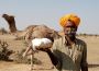 Exploring the Nutritional Benefits of Camel Milk for Kids
