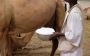 Top Health Benefits of Camel Milk You Need to Know