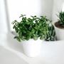 Shop Plants Online In India | Plant Orbit  