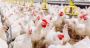 acidifiers in poultry