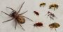 Termite Control Sydney Termite Control Sydney