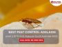 Pest Control Company Near Me – Trusted Local Experts