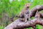3 Day Kruger Safari From Cape Town