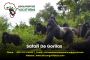 Africa Adventure Holidays - Gorilla safari