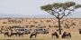 Explore Kenya: Unforgettable Wildlife Safari Adventure Await