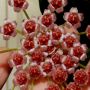 Orchid online purchase Kerala