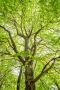 Expert Tree Surgeon In Cheltenham