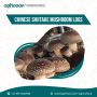 Shiitake Mushroom Logs – Start Growing Instantly Shiitake Mushroom Logs – Start Growing Instantly