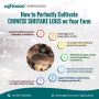 Export-Quality Shiitake Spawn from China Export-Quality Shiitake Spawn from China