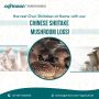Organic Mushroom Log Production Factory