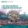 Affordable Shiitake Mushroom Log Packs